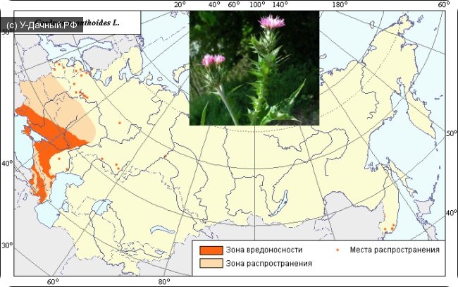 Чертополох колючий, акантоидный, шиповатый, акантолистный (Carduus acanthoides L.) Чертополох колючий, акантоидный, шиповатый, акантолистный (Carduus acanthoides L.)
