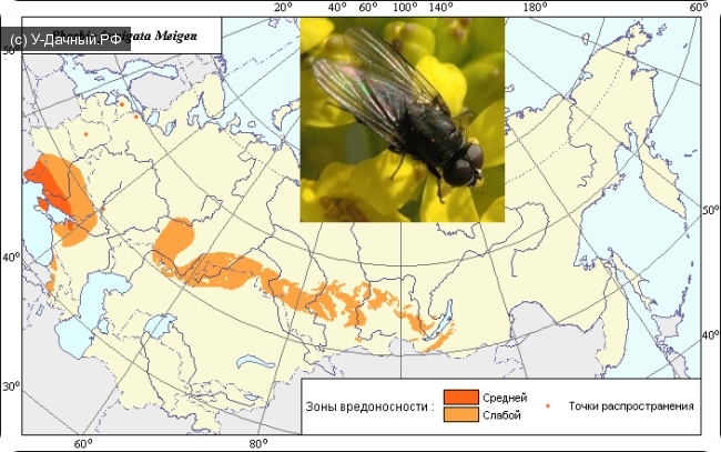 Черная пшеничная муха (Phorbia fumigata Meig.) Черная пшеничная муха (Phorbia fumigata Meig.)