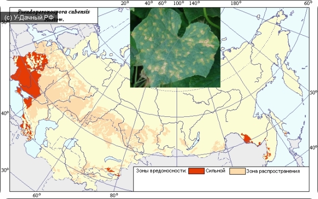 Ложная мучнистая роса огурца (Pseudoperonospora cubensis (Berk. & M.A. Curtis) Rostovzev.)