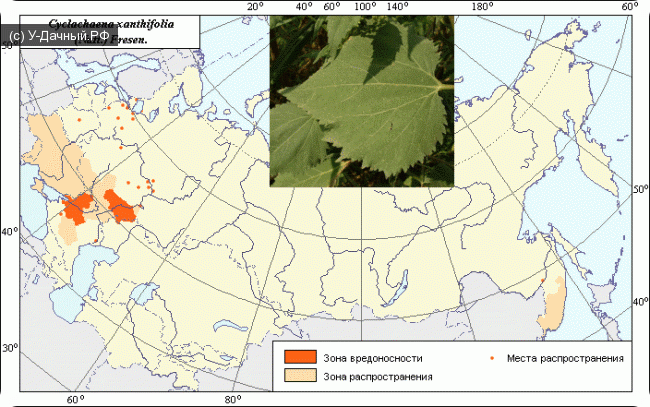 Циклахена дурнишниколистная (Cyclachaena xanthiifolia (Nutt.) Fresen.)