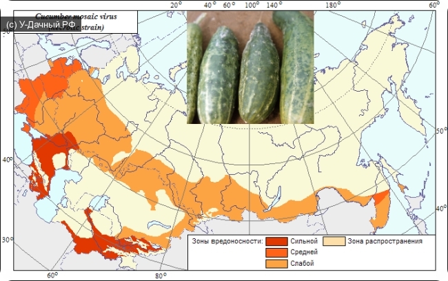Ареал и зоны вредоносности вируса огуречной мозаики(некротический штамм) Cucumber mosaic virus (necrotic strain)