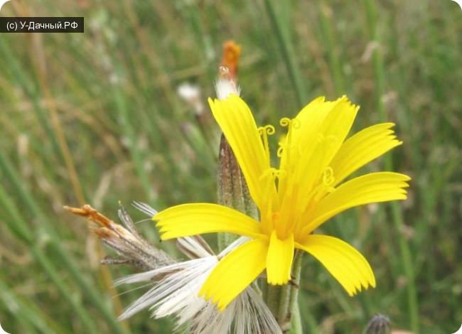 Хондрилла ситниковая (Chondrilla juncea L.) сорняки, борьба с сорняками, сложноцветные, астровые Хондрилла ситниковая (Chondrilla juncea L.) сорняки, борьба с сорняками, сложноцветные, астровые