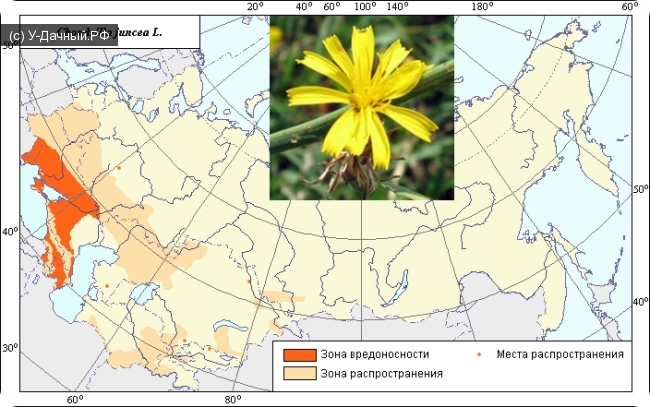 Ареал и зоны вредоносности хондриллы ситниковой (Chondrilla juncea L.). Ареал и зоны вредоносности хондриллы ситниковой (Chondrilla juncea L.).