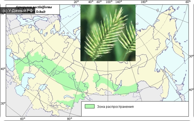Ареал возделывания Житняка ширококолосого (Agropyron pectiniforme Roem. et Schult.)