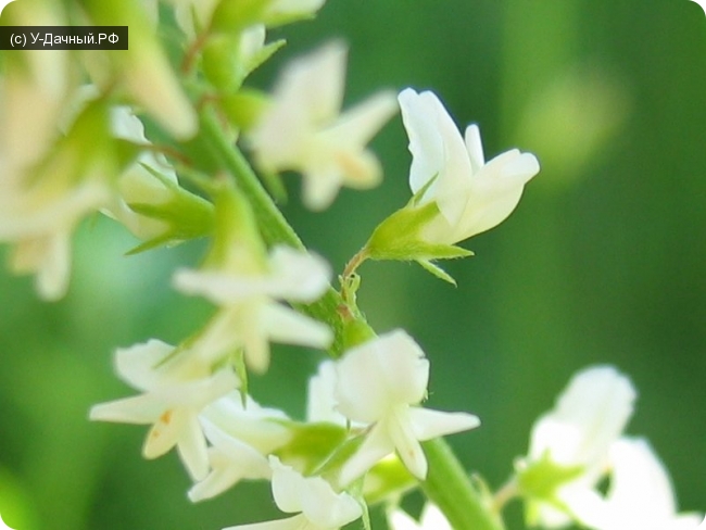 Культурные растения Донник белый (Melilotus albus Medic.)