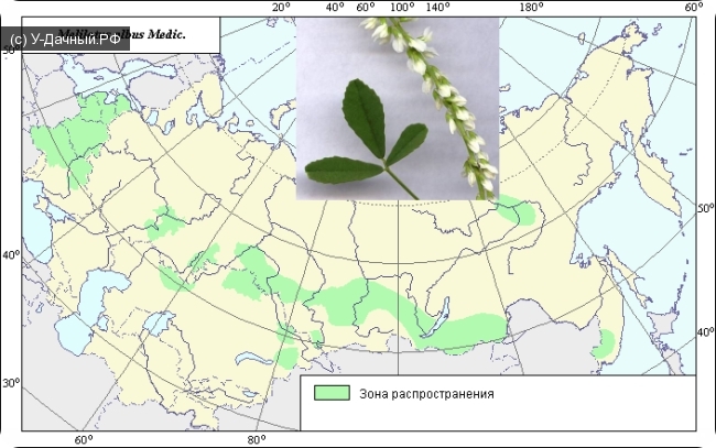 Ареал возделывания донника белого (Melilotus albus ).