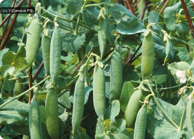 Культурные растения - Горох посевной (Pisum sativum L.)