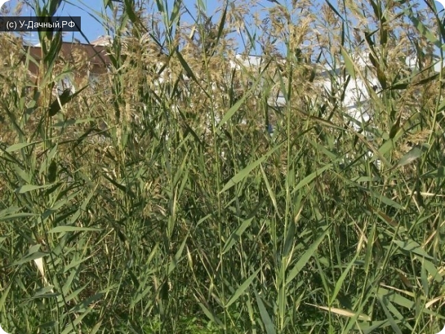 Сорняки. Борьба с сорняками. Тростник южный, обыкновенный. Phragmites australis (Cav.) Trin. ex. Stend