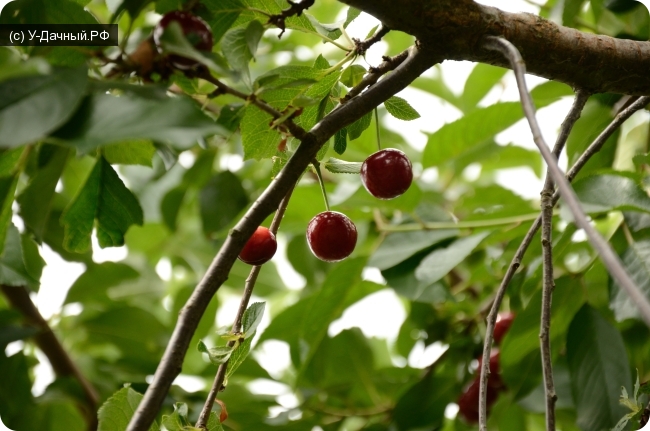 Вишня обыкновенная (Prunus cerasus L.) Вишня обыкновенная (Prunus cerasus L.)