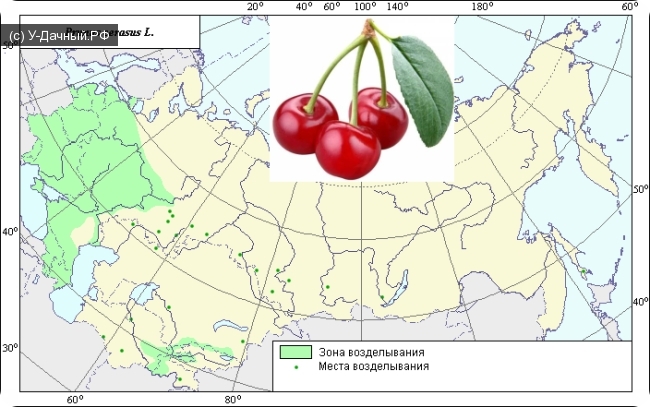 Ареал распространения вишни обыкновенной (Prunus cerasus L.) на территории СНГ Ареал распространения вишни обыкновенной (Prunus cerasus L.) на территории СНГ