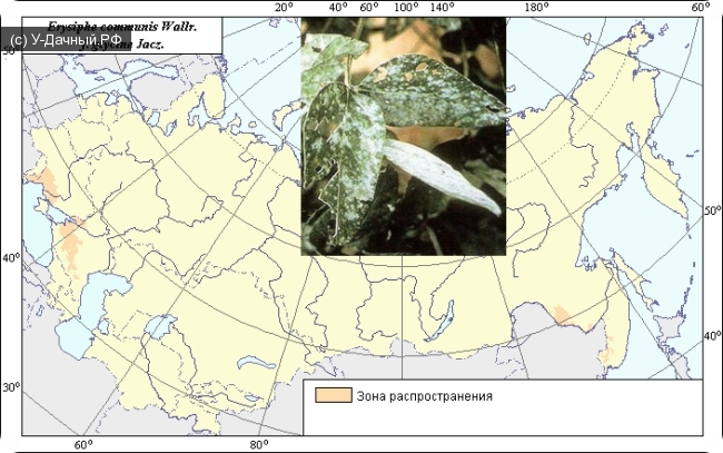 Ареал распространения мучнистой росы сои (Erysiphe communis Wallr. f. glycine Jacz.) на территории СНГ