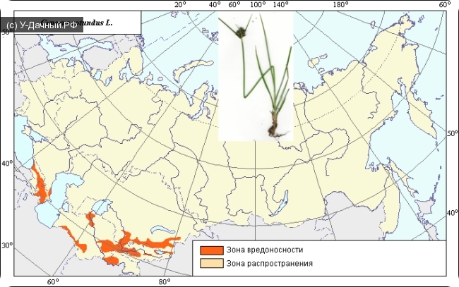 Ареал вредоносности сыти круглой (Cyperus rotundus L.) на территори СНГ Ареал вредоносности сыти круглой (Cyperus rotundus L.) на территори СНГ