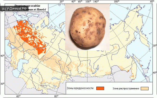 Обыкновенная парша картофеля (Streptomyces scabies (Thaxter) Waksman et Henrici.)