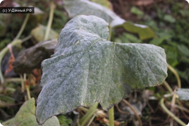 Мучнистая роса огурца (Erysiphe cichoracearum Dc. f. cucurbitacearum Poteb.)