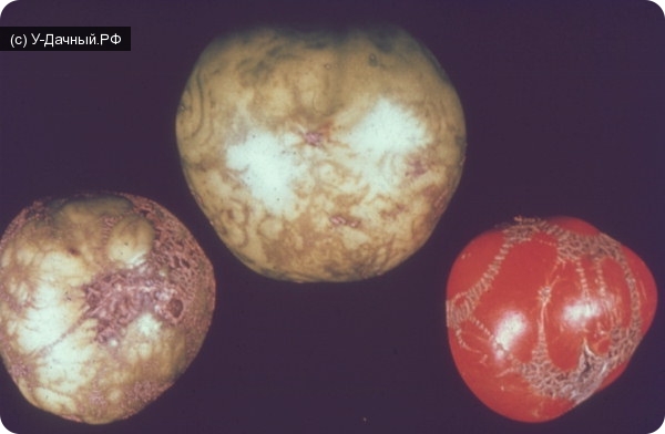 Вирус огуречной мозаики (некротический штамм) (Cucumber mosaic virus (necrotic strain)) на помидорах томатах