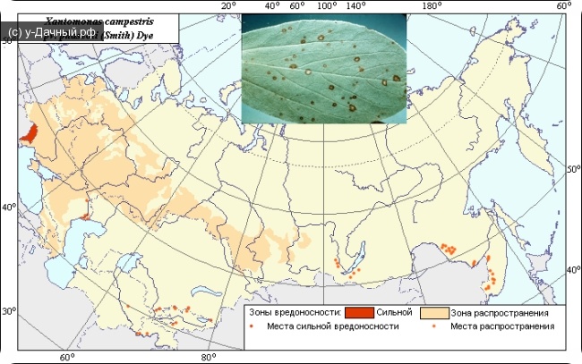 Ареал вредоносности обыкновенной пятнистости фасоли (Xanthomonas campestris pv. phaseoli (Smith) Dye) на территории СНГ