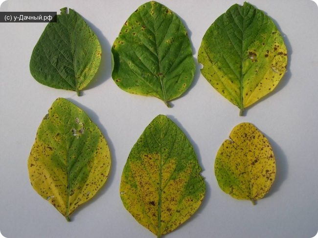 Септориоз или ржавая пятнистость сои (Septoria glycines Hemmi.)