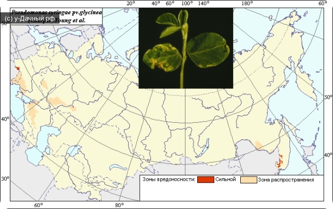 Угловатая пятнистость (бактериальный ожог) сои. (Pseudomonas syringae pv.glycinea (Coerper) Young et al.)