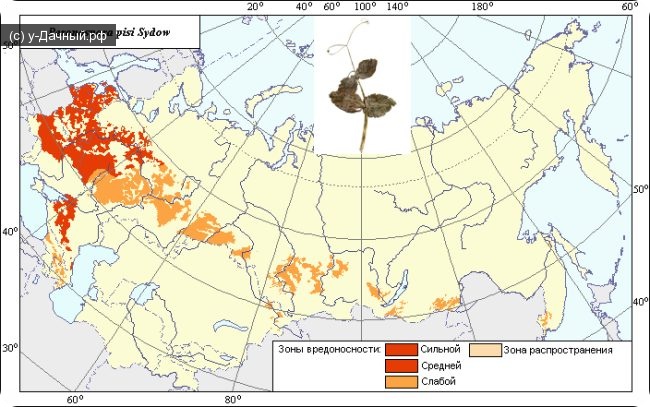 Зона распространения ложной мучнистой росы гороха (Peronospora pisi Syd.)