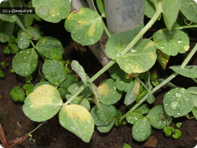 Ложная мучнистая роса гороха (Peronospora pisi Syd.)