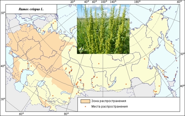 Щавель курчавый (Rumex crispus L.)