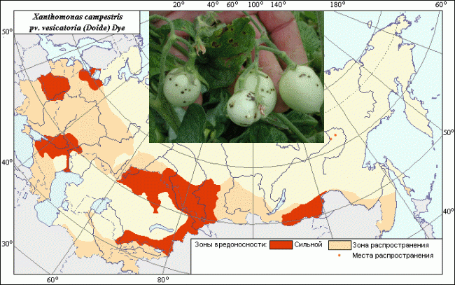 Черная пятнистость томата (Xanthomonas campestris pv. vesicatoria (Doide) Dye.) Черная пятнистость томата (Xanthomonas campestris pv. vesicatoria (Doide) Dye.)