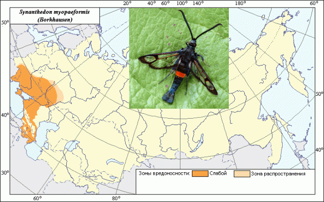 Яблонная стеклянница (Synanthedon myopaeformis (Borkh.))