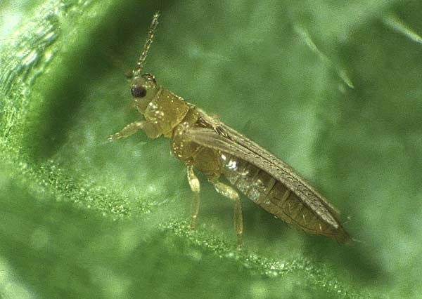 Табачный трипс thrips tabaci переносчик вируса пятнистого увядания томата Табачный трипс thrips tabaci переносчик вируса пятнистого увядания томата