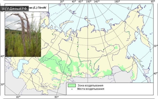 Пырейник сибирский, Волоснец сибирский (Clinelymus sibiricus (L.) Nevski)