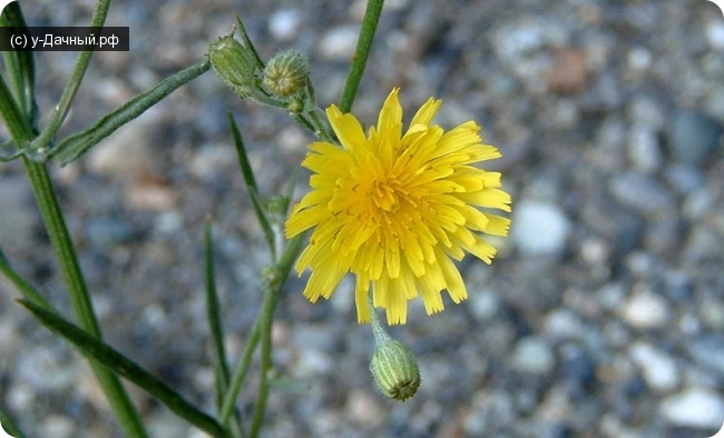 Скерда кровельная (Crepis tectorum L.)