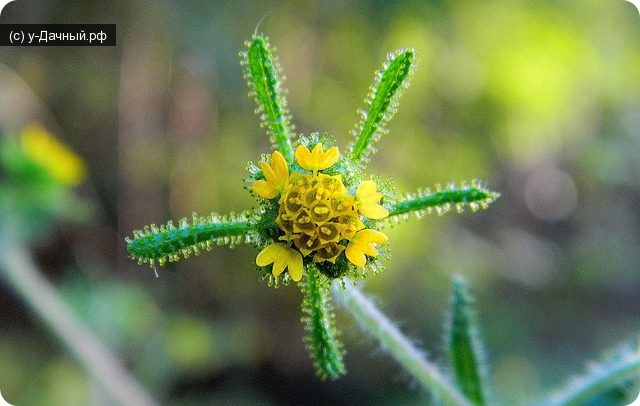 Сигезбекия восточная (Sigesbeckia orientalis L.)