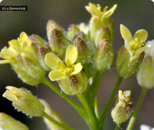 Рыжик мелкоплодный (Camelina microcarpa Andrz.)