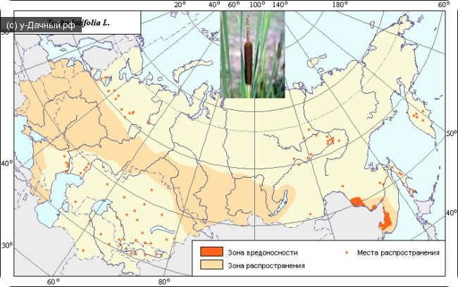 Ареал распространения рогоза широколистного (Typha latifolia L.)
