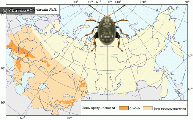 Южная свекловичная блошка (Chaetocnema breviuscula Fald.)