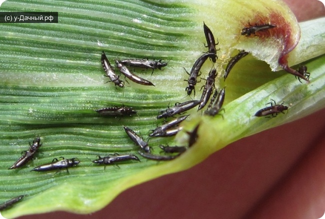 Трипс пшеничный (Haplothrips tritici Kurd.)