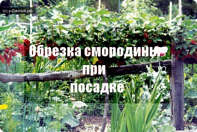 Обрезка смородины при посадке