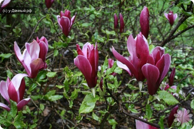 Магнолия лилиецветная (Magnolia liliflora)