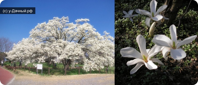 Магнолия Кобус (Magnolia kobus)