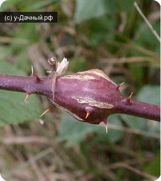 Вредители малины: Малинная стеблевая галлица (Lasioptera rubi Heeg)