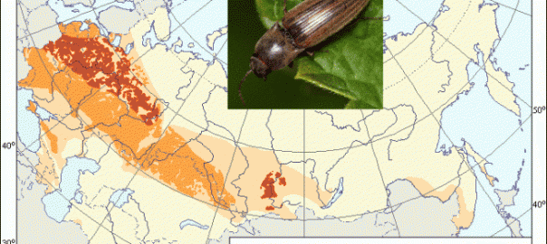 щелкун полосатый (agriotes lineatus (l.)