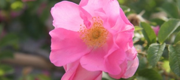 роза морщинистая (rosa rugosa thunb.)