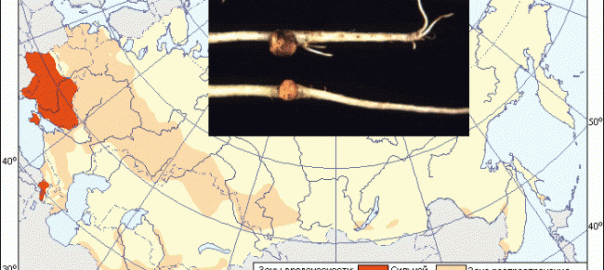 корневой рак плодовых культур (agrobacterium tumefaciens (smith & townsend) conn)
