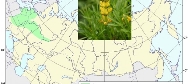 люпин желтый (lupinus luteus l.)