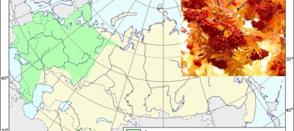 рябина обыкновенная (sorbus aucuparia l.)