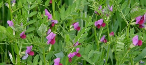 вика посевная (vicia sativa l.)