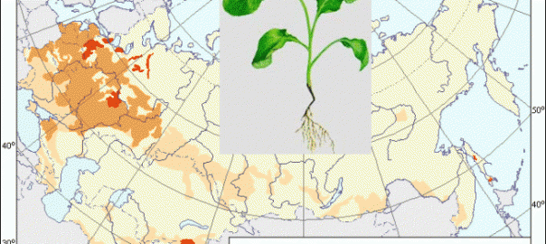 черная ножка капусты (olpidium brassicae (woronin) p.a. dang., pythium debarianum r. hesse, rhizoctonia solani j.g. kuehn.)