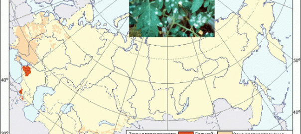 мучнистая роса томатов или помидоров (erysiphe communis (wallr.) f. solani-lycopersici jacz. и leveillula taurica (lev.)g. arnaud.)