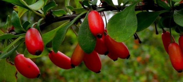 барбарис обыкновенный (berberis vulgaris l.)