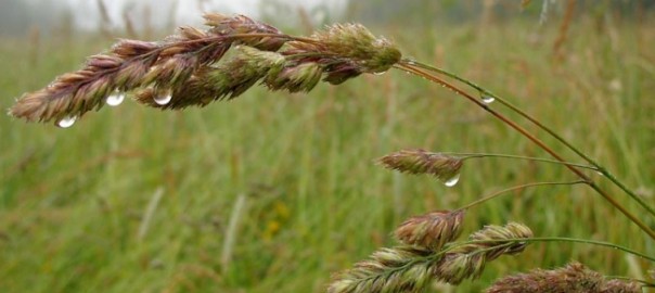 ежа сборная (dactylis glomerata l.)