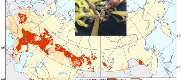 корневая гниль огурца (fusarium spp. lk : fr, rhizoctonia spp. dc.)